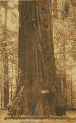 PK 8/33: “Giant” Tree, Big Tree Grove, Santa Cruz, California.